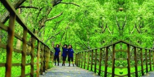 hutan mangrove Muara Angke