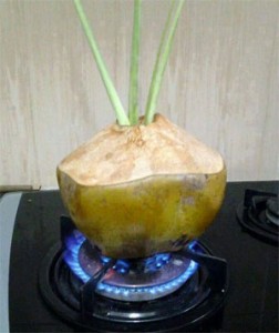 kelapa 2