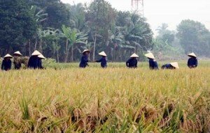 sawah2