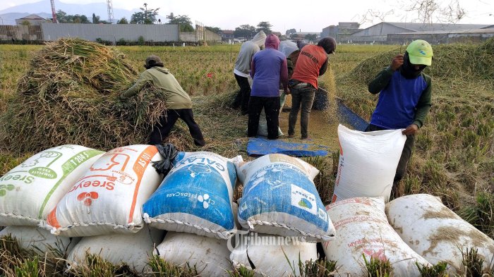 Harga Beras Medium Hari Ini Naik, Tembus Rp13.040 Per Kg, Pemerintah Klaim Akan Turun